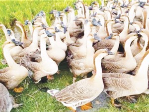 Quảng Bình: Nuôi ngỗng sư tử bán thâm canh 